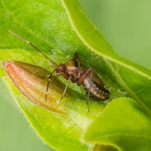 Réf. 210 983 : Adelphocoris vandalicus